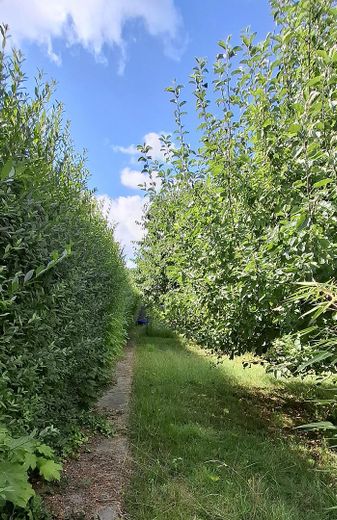 Ligusterhecke mit Apfelbaum