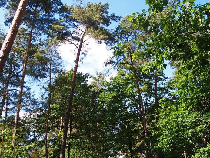 Schildow, Tschaikowskistraße, Komponistenquartier, provisionsfrei – unmittelbare Straßenbäume