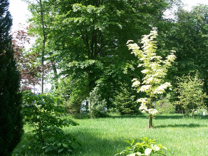 Liegewiese mit Ahornbaum