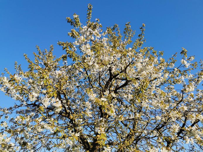 Kirschbaum in Blüte