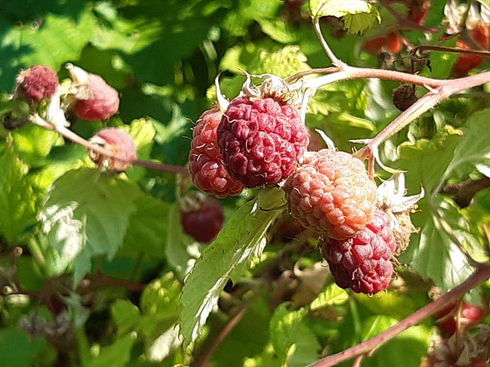 Szczęście mieszkania i radość z ogrodu – Himbeeren