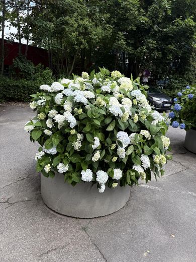 Blumen auf dem Hof