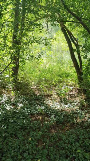 100m bis zum Wald