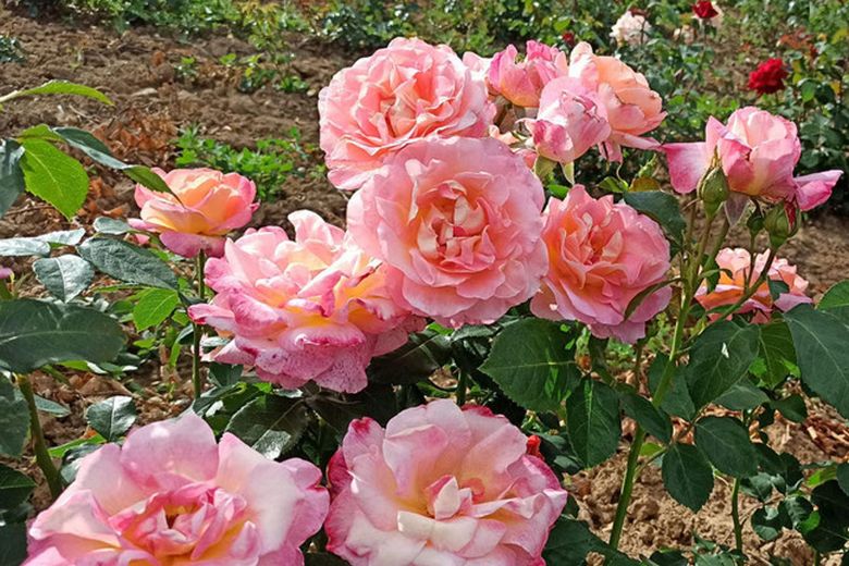 Historische Rotklinkervilla – kernsaniert mit optionalem Baugrundstück – Rosen im Garten