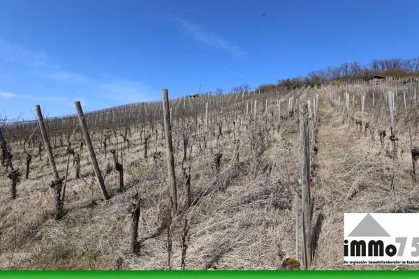 Traum vom eigenen Wein – Weinberg in bester Südhanglage! ??