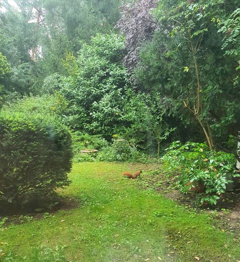 Ruhiges Wald-Idyll in Stolzenhagen ca.. 400 qm Bauland von privat – Eichhörnchen auf dem Grundstüc