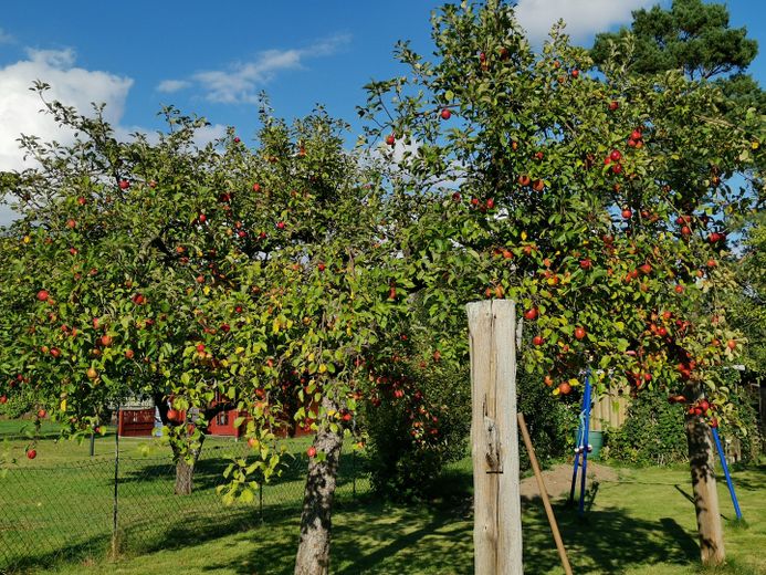 Haus mit großem Bauerngarten auf ca. 1.200 m² Grundstück – Hamfelde Krs. Hzgt. Lauenburg bei Trittau – Photo 10