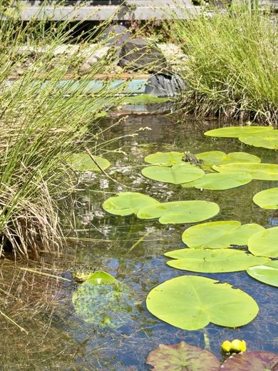 Wohnen &amp; Rendite in einer Hand · 3 - 5 Wohneinheiten · Wintergarten &amp; Traumgarten – Gartenidylle
