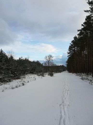 Waldweg
