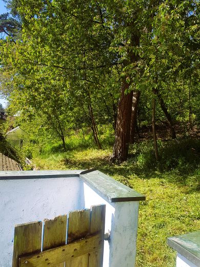 Reduzierter Preis u. provisionsfrei : Charaktervolles Einfamilienhaus im Grünen mit Dachterrasse –   Garten