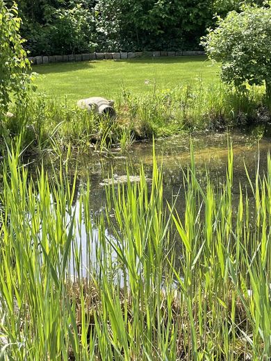Teich
