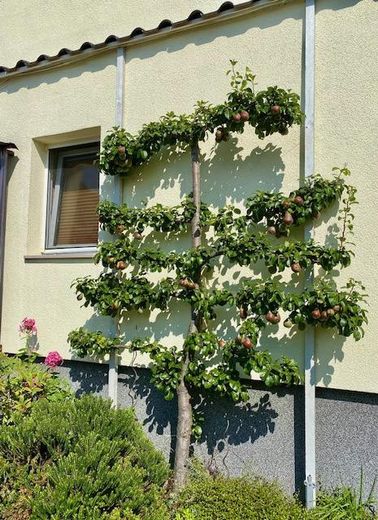 4‑Seiten‑Hof + Wiese, Berlin-nah, für Pferdehof, Mehrgenerationen bis 9 WE, Gewerbe; Café – Spalierbirne