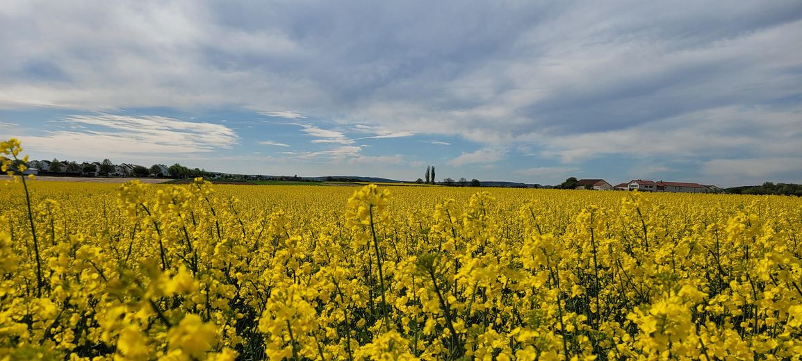 Casa da sogno in posizione eccellente a Gaimersheim – Blick auf Gaimersheim vom Feld