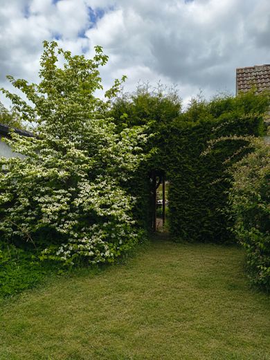Garten 5