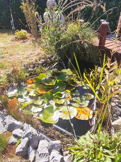 Garten - kleiner Teich