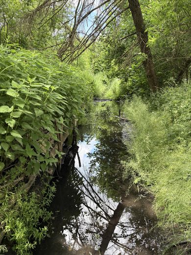 4.340 m² Natur in Biesenthal mit altem Baumbestand und Wasserlauf – Foto 5