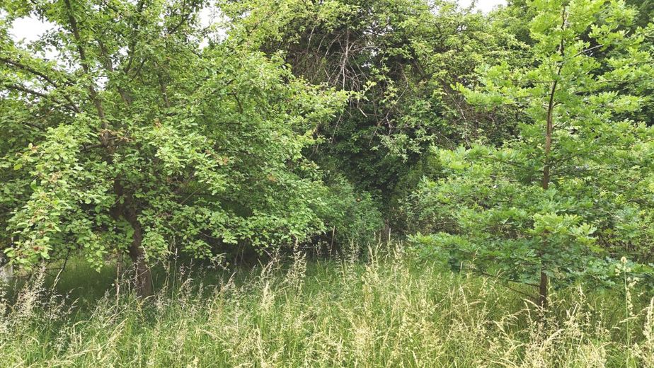 Seltene Gelegenheit im Oberen Maintal: Großzügiges Traumgrundstück mit 1.353 m² in Marktzeuln - Erschlossene Lage &amp; vielseitig bebaubar! – Ansicht 2
