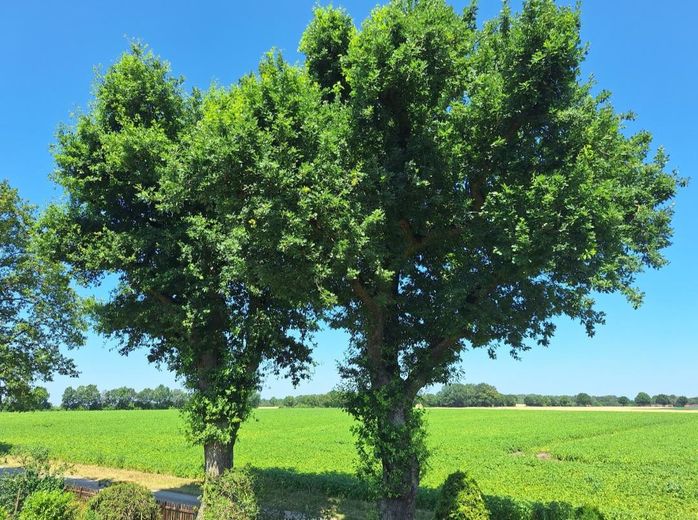 Großzügiges Einfamilienhaus in Alleinlage mit 3.250 qm Grundstück – Blick nach Norden_1