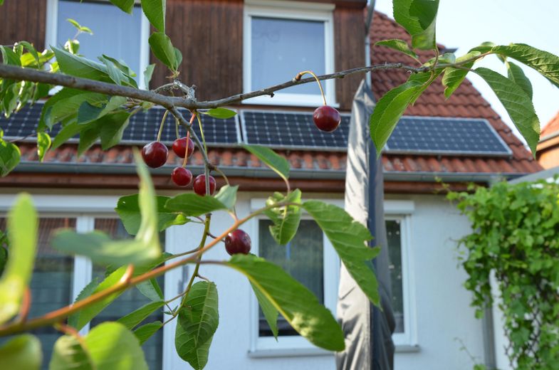 Garten Foto 3