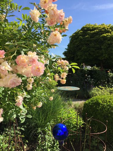 Rosenblüte im Vorgarten