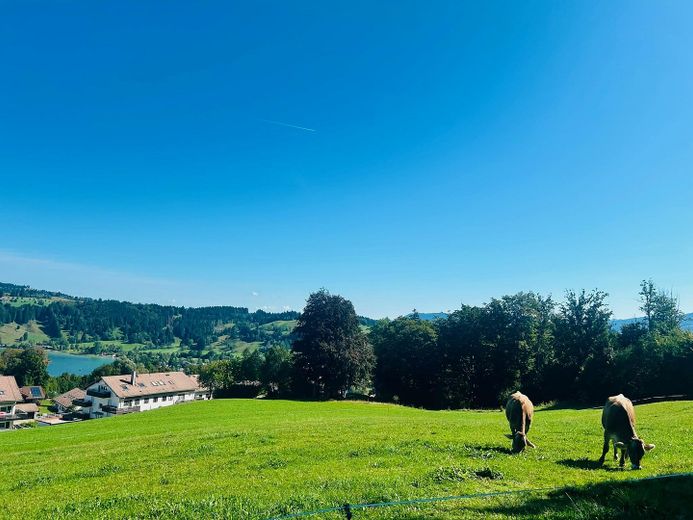 Wohnen oberhalb des Alpsees – Eigentumswohnung mit traumhafter Lage im Allgäu – Foto 1