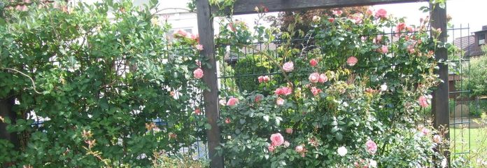 Terrasse mit Rosen