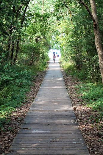 Weg zum Strand durch Wäldchen