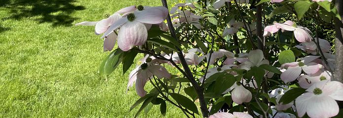 Sommergarten