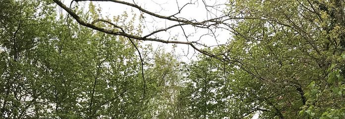 Blick durch den Garten