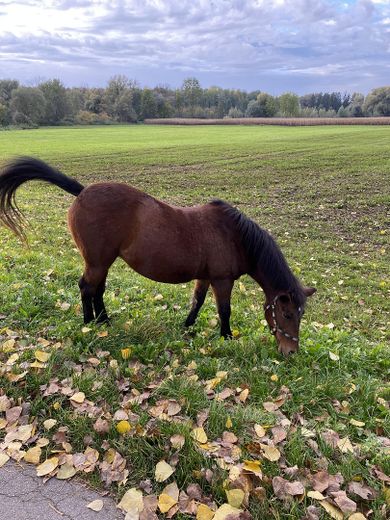 Helle, ruhige und naturnahe Etagen-ETW in bester Lage – Foto 10