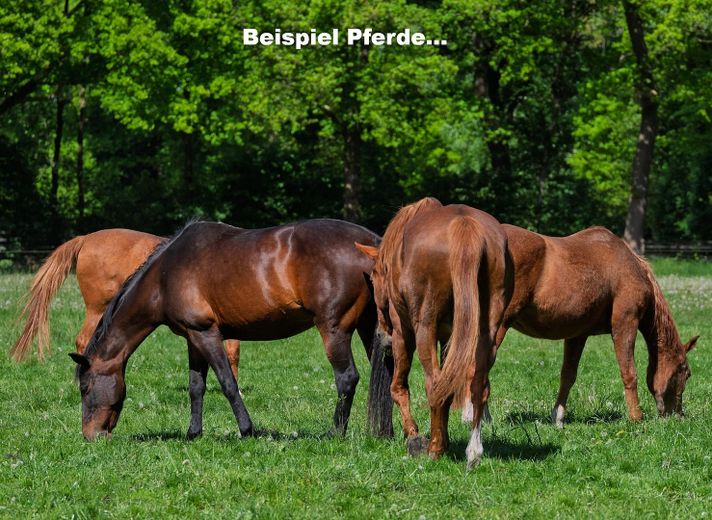 Propiedad rural idílica / paraíso natural - cerca de Múnich – Beispiel Pferde...
