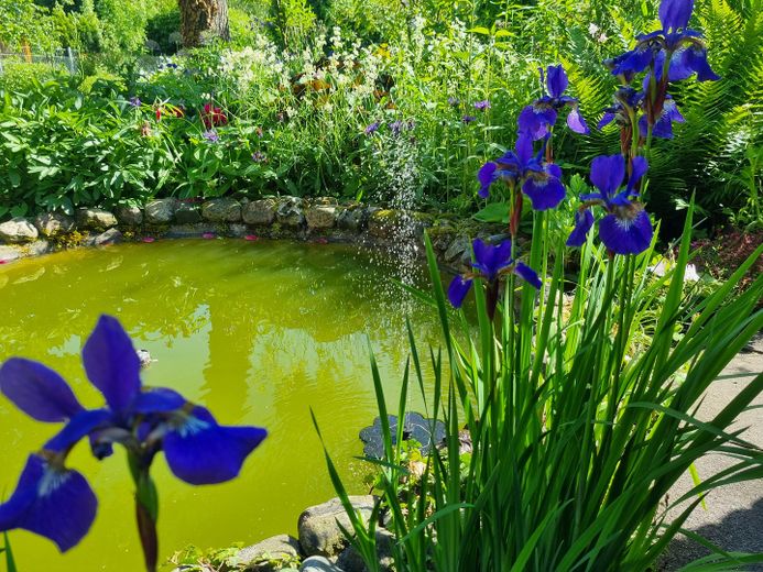 der Teich