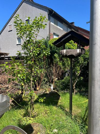 Garten : revitalisiert 