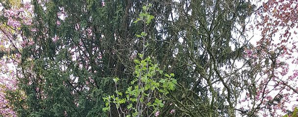 Ersatzgepflanzter Baum