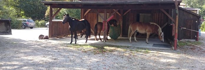Pferdehaltung wieder möglich