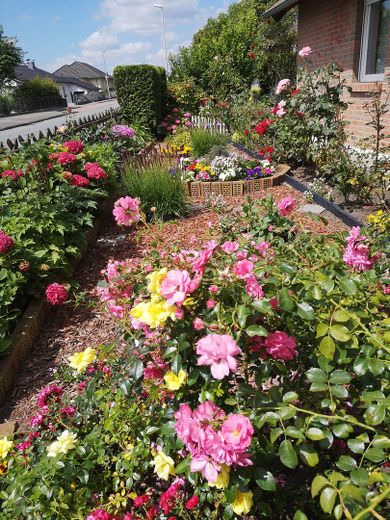 Rosen sind gern gesehen