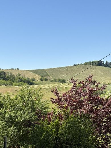 Attraktive Immobilie inmitten der Weinberge von Bottenau – Aussicht