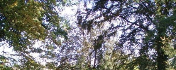 Park