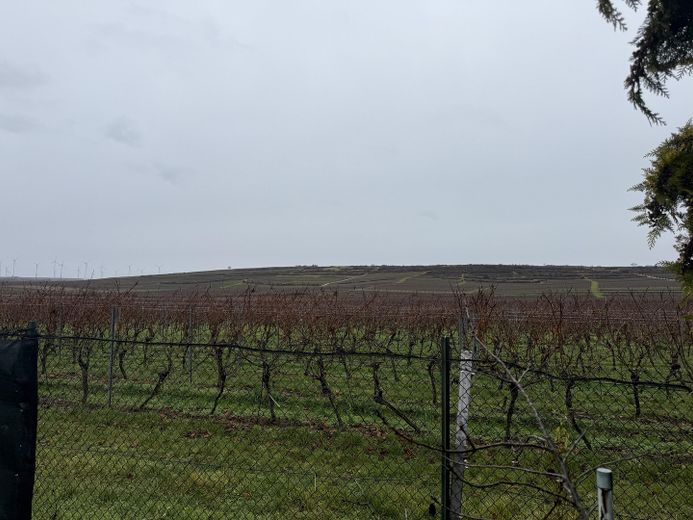 Blick auf die Weinbergen 