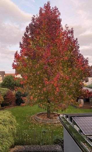 Amberbaum im Herbst