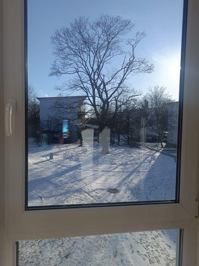 Kastanienbaum im Winter