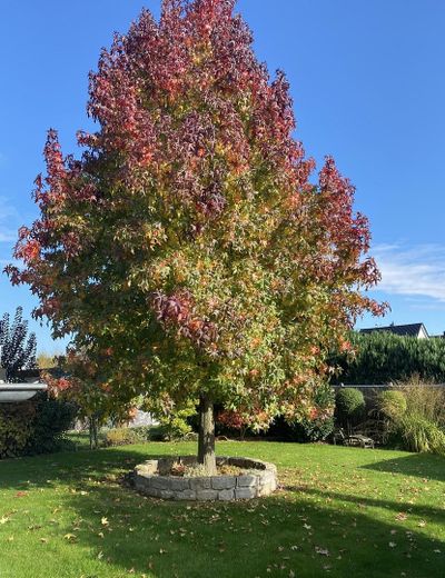 Amberbaum