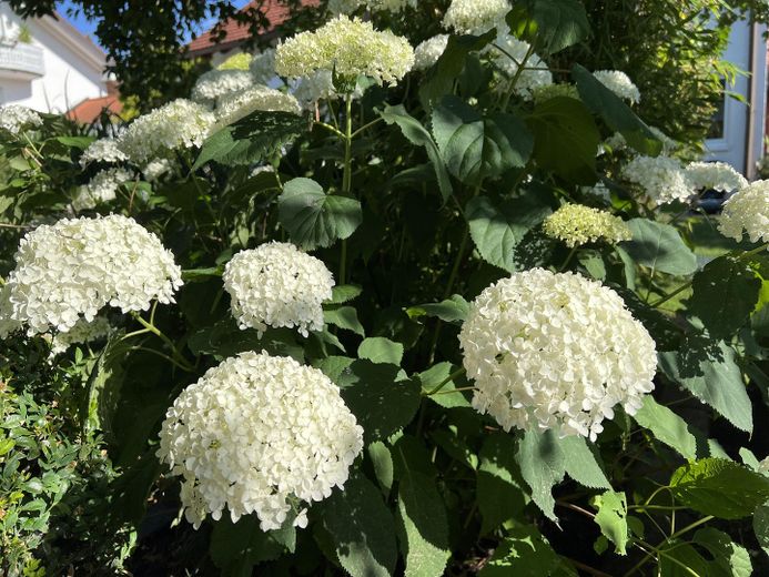 Gartenimpression 4