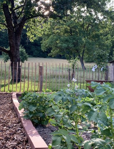 Blick über den Gemüsegarten
