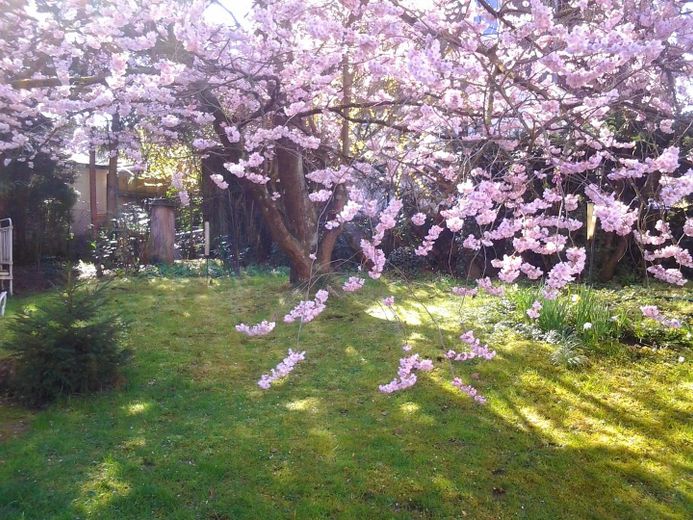 Życie, praca, rozwój – gospodarstwo pełne możliwości – Kirschblüte im Garten