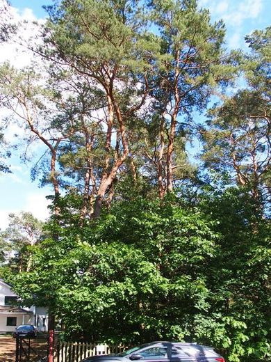 Schildow, Tschaikowskistraße, Komponistenquartier, provisionsfrei – Baumbestand Straßenseite