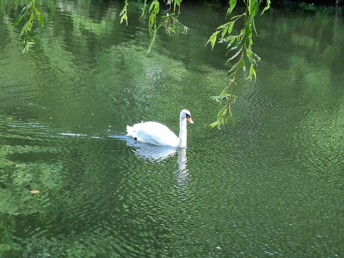 L’eau murmure « devant la porte » – des canards et des cygnes nagent dans l’eau ! – Photo 1