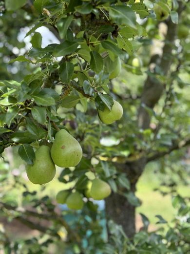 Obstbäume