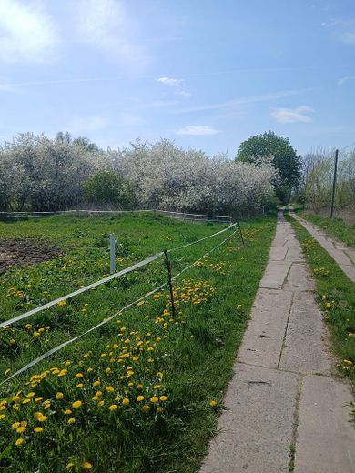 Baugrundstück auf der Insel Rügen – Dorfstr. vorm Grundstück