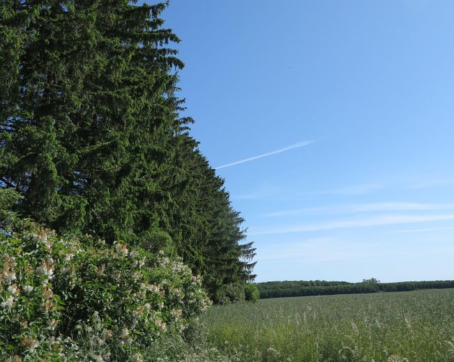 eines der letzten, erhaltenen SCHEUNENGUTSHÄUSER (mit 4-6 ha. Naturgrundstück) – der 'Wald'teil Ri. Feldseite